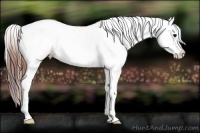 Horse Color:Bay Onyx Splash Tobiano Appaloosa and Bay Onyx Splash Tobiano Appaloosa