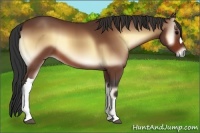 Horse Color:Bay Onyx 