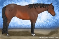Horse Color:Bay Roan 
