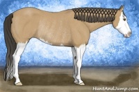 Horse Color:Buckskin Sabino Splash Rabicano 