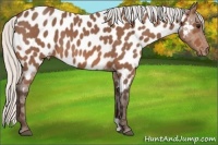 Horse Color:Silver Bay Roan Appaloosa