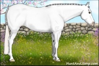 Horse Color:Palomino Sabino Appaloosa