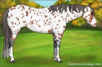 Horse Color:Bay Roan Splash Frame Appaloosa 