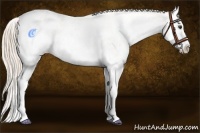 Horse Color:White Spotted Palomino Splash Varnish