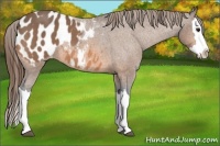 Horse Color:Buckskin Roan Splash Appaloosa 