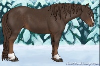 Horse Color:Liver Chestnut Sabino 