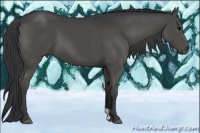 Horse Color:Black 