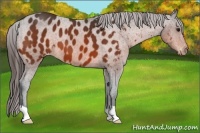 Horse Color:Bay Appaloosa