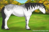 Horse Color:White Spotted Blue Roan 