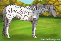 Horse Color:Brown Appaloosa 