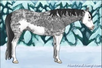 Horse Color:Black Ice Splash Frame 
