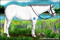 Horse Color:Buckskin Splash Appaloosa 