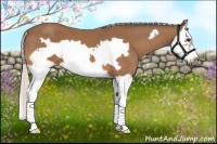 Horse Color:Silver Bay Splash Frame 