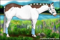 Horse Color:Bay Splash Frame Rabicano 