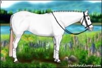 Horse Color:White Spotted Bay Appaloosa 