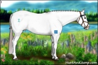 Horse Color:White Spotted Bay Tobiano Snowcap 
