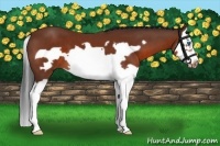 Horse Color:Bay Splash Frame 