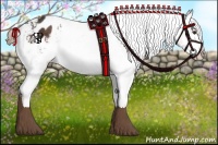 Horse Color:Liver Chestnut Appaloosa 