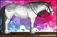 Horse Color:White Spotted Blue Roan 