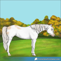 Horse Color:White Spotted Silver Classic Champagne Dun Splash Frame 