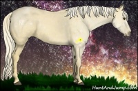Horse Color:Palomino