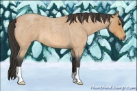 Horse Color:Buckskin Roan 