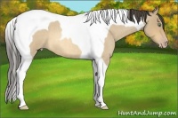 Horse Color:Amber Cream Champagne Roan Tobiano 