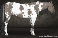 Horse Color:White Spotted Grullo