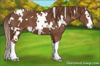 Horse Color:White Spotted Chestnut Splash