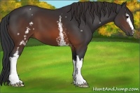 Horse Color:White Spotted Brown 