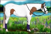 Horse Color:Chestnut Sabino Splash Tobiano 
