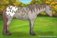 Horse Color:Bay Dun Appaloosa 