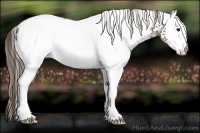 Horse Color:White Spotted Classic Champagne Rabicano 