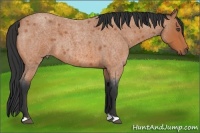 Horse Color:Bay Roan 