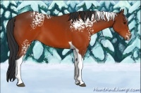 Horse Color:White Spotted Brown Tobiano 