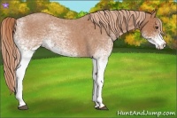 Horse Color:White Spotted Red Roan 