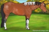 Horse Color:Bay Tobiano 