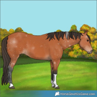 Horse Color:Bay Tobiano 