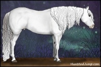 Horse Color:White Spotted Black Appaloosa 