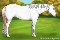 Horse Color:Bay Splash Appaloosa Rabicano