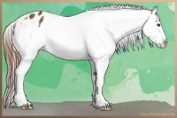 Horse Color:Chestnut Snowflake Varnish 