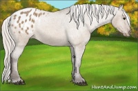 Horse Color:Silver Bay Dun Appaloosa