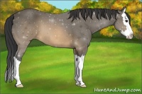 Horse Color:Buckskin Sabino Splash 