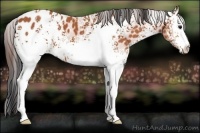 Horse Color:White Spotted Bay Appaloosa 