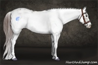 Horse Color:Brown Dun Sabino Appaloosa 