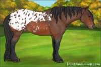 Horse Color:Bay Roan Appaloosa