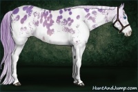 Horse Color:Watercolor White Spotted Bay Sabino Splash Appaloosa 