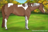 Horse Color:Chestnut Sabino Tobiano