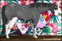 Horse Color:Blue Roan Sabino 