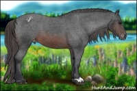 Horse Color:Brown Appaloosa 